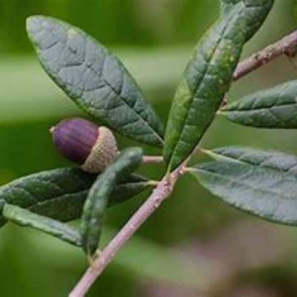 7 Gal. Live Oak Shade Tree