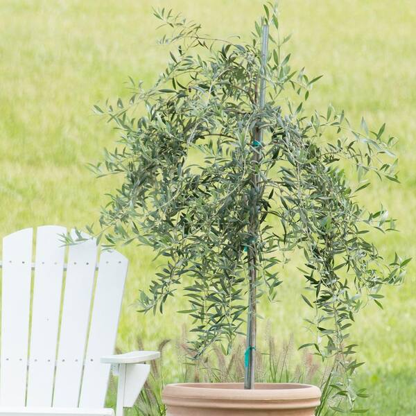 3 In. Pot Manzillo Olive Tree (Olea) Live Fruiting Tropical Tree Green  Olive which Ripen Black (1-Pack)