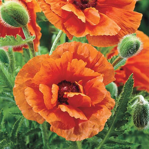 California Poppy Patch - FOLD goods