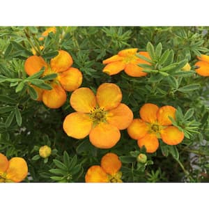 1 Gal. Bella Sol Potentilla Live Shrub, Sunset Orange Flowers