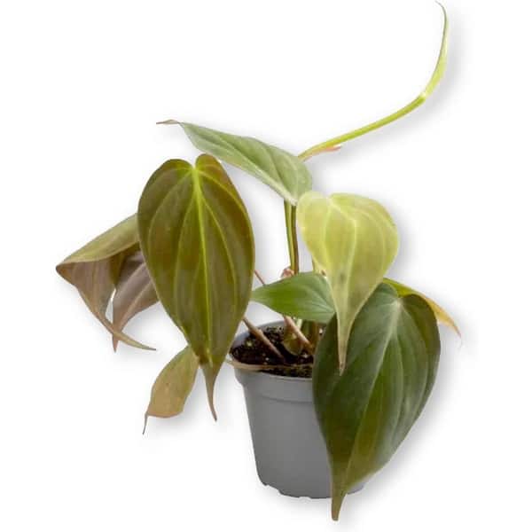 Wekiva Foliage Velvet Leaf Philodendron Micans-Live Plant in a 6 Inch  Growers Pot-Philodendron Hederaceum-Houseplant from Florida VelvLeaf6x1 -  The Home Depot