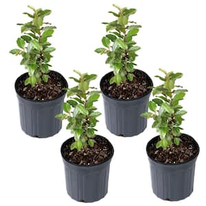 1 gal. Elaeagnus Shrub (4-Pack)