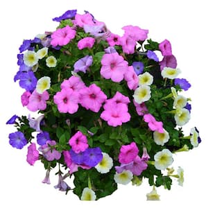 1 Qt. Drop N Decorate Plug N Plant Pink, Blue, and Yellow Easy Wave Petunia Annual Plant Combo