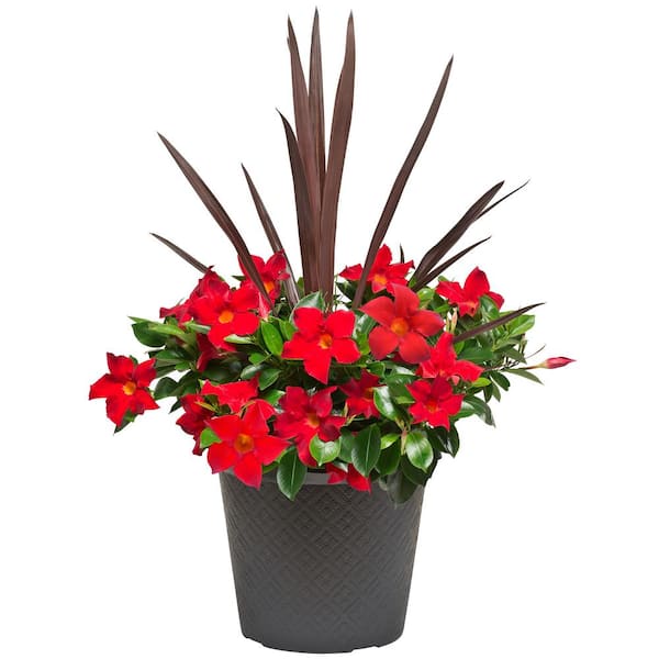 Rio 2.5 Gal. (#12) Planter Dipladenia Flowering Annual Shrub with Assorted Blooms Colors and Combinations-Autumn
