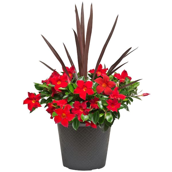 Rio 2.5 Gal. (#12) Planter Dipladenia Flowering Annual Shrub with Assorted Blooms Colors and Combinations