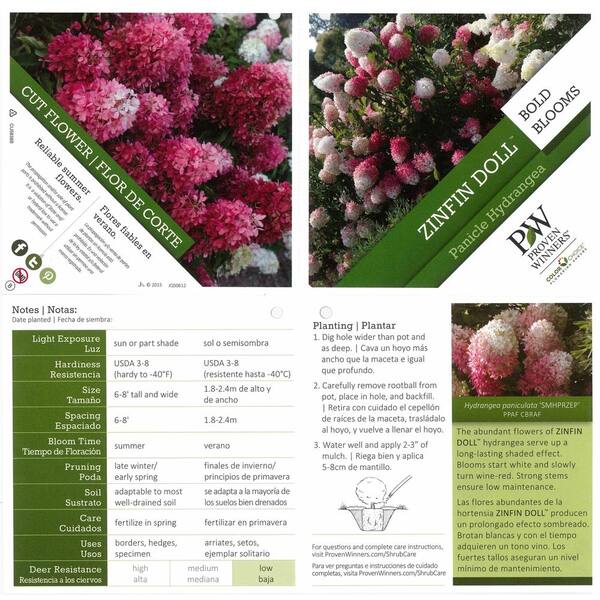 Reviews for PROVEN WINNERS  in. Qt. Zinfin Doll Hardy Hydrangea ( Paniculata) Live Shrub, Pink and White Flowers | Pg 5 - The Home Depot