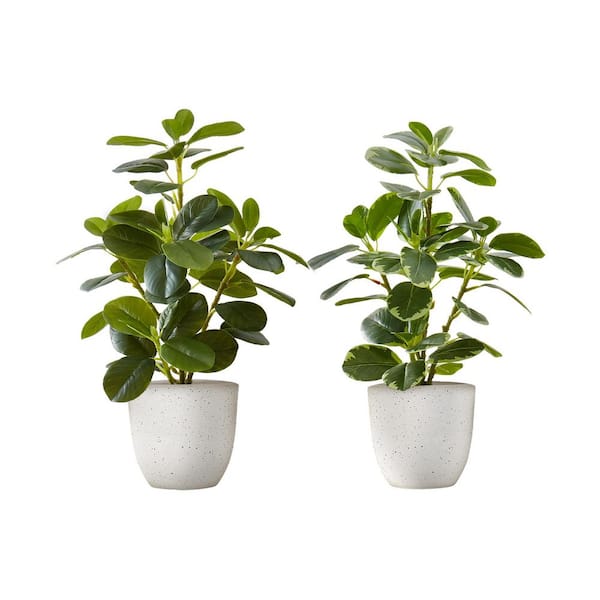 Racxily 14 in. Artificial Ficus Plants in Pot (2-Pack) YDQ