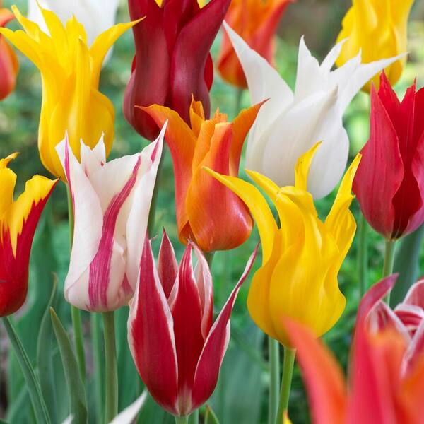 Garden State Bulb 12/Plus cm, Lily Flowering Mix Tulip Flower Bulbs (Bag of 100)