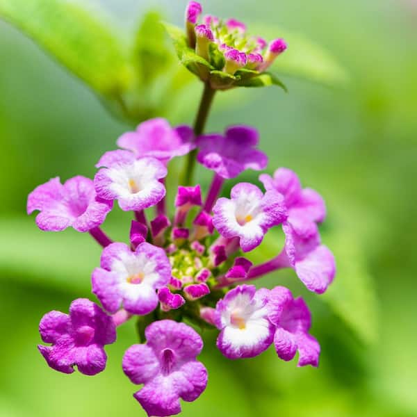 薄紫の多花性蘭　あさ出品 ALTMAN PLANTS 1 qt. Lantana Trailing Blue Purple Plant Collection
