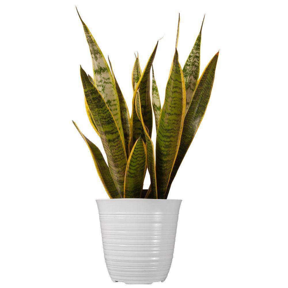 United Nursery 14 in. to 16 in. Tall Snake Plant