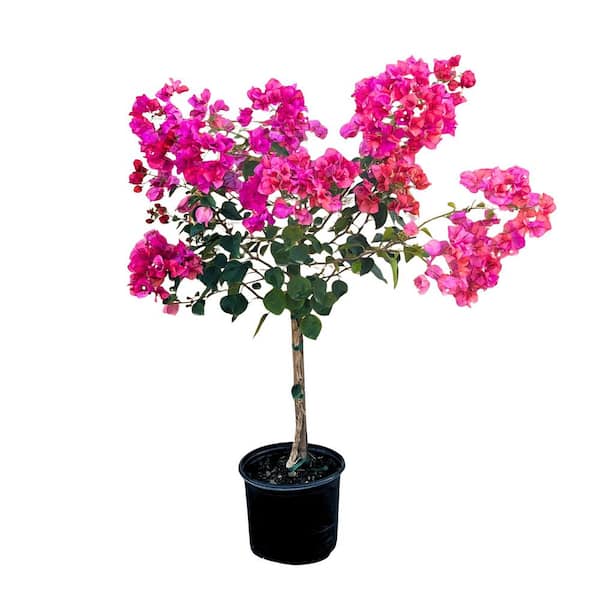 05 Container- Bouganvillea Pink Flowering Vine Patio Tree (1-pack)