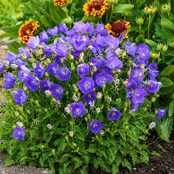 1 gal. Blue Bellflower Perennial Plant (2-Pack)