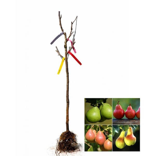 4-in-1 Pear Jubilee Tree Bare Root