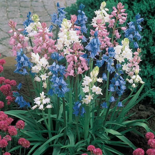 Van Bourgondien Shade Tolerant Wood Hyacinth Bulbs Mixture (100-Pack)