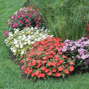 1.55 Gal. SunPatiens Impatiens Drop N Decorate Outdoor Annual Plant with Assorted Color Flowers #10