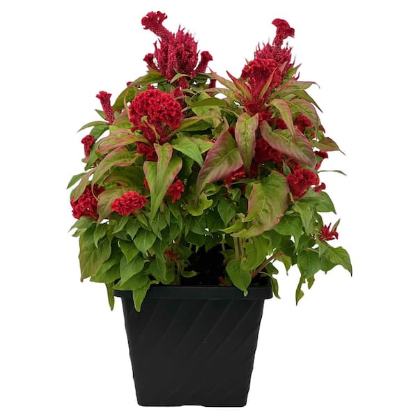 Pure Beauty Farms 3.20 Qt. Celosia Fresh Look Red Flower in 7.5 in Grower's Pot