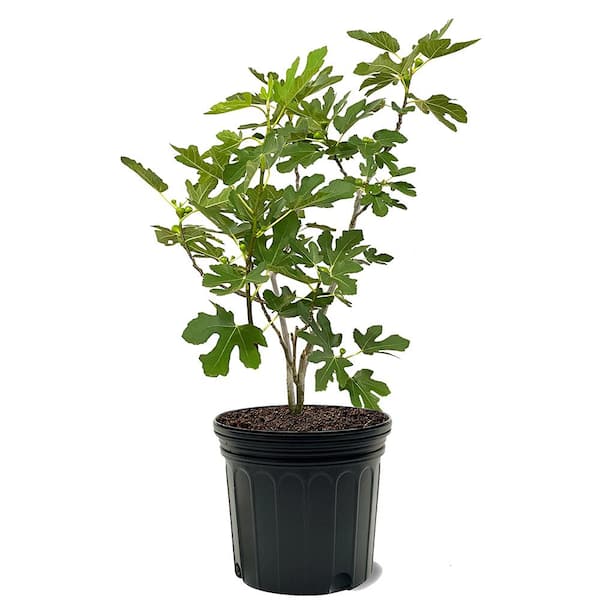 Unbranded 7 gal. Black Mission Potted Fig Plant