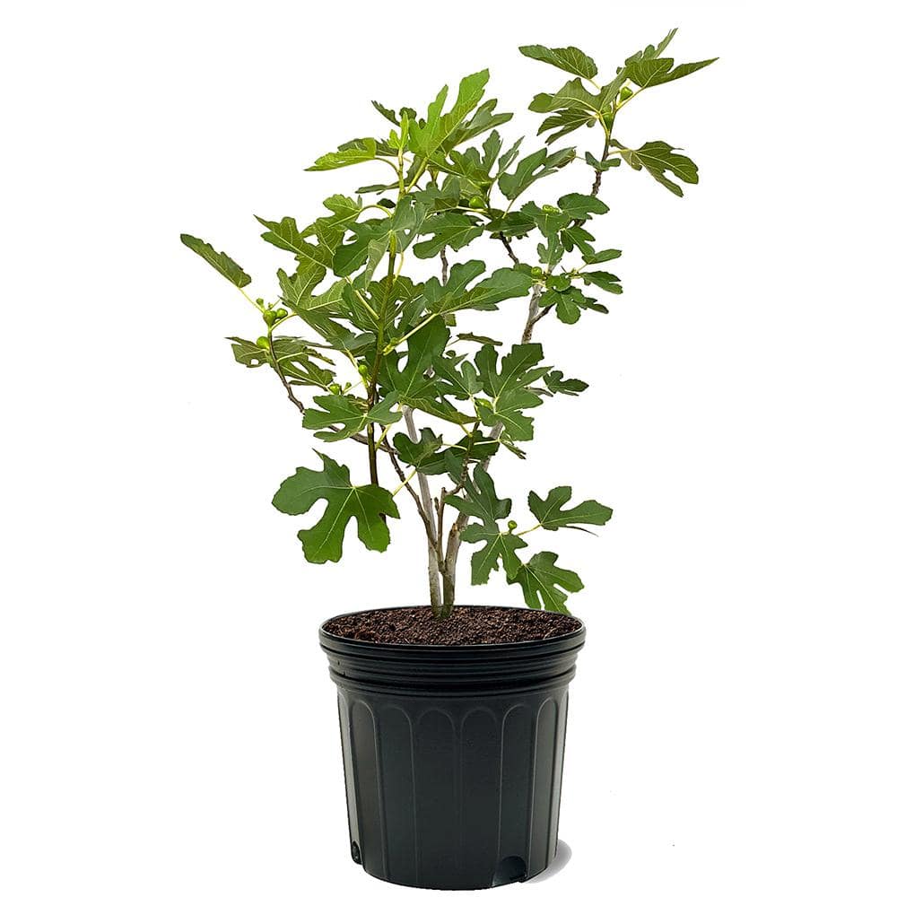 Brown Turkey Fig Plant