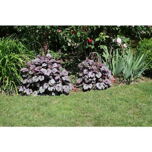 3 Gal. Frosted Violet Heuchera Live Flowering Part Shade Perennial Plant; Light Pink Flowers