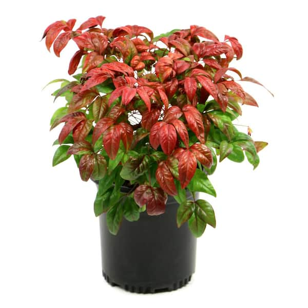 National Plant Network 2 5 Qt Nandina Fire Power Shrub Hd1075 The Home Depot