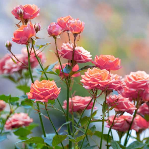 national PLANT NETWORK Bare Root Rose Arizona with Orange Flowers