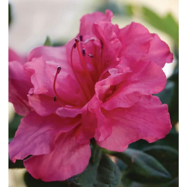 ENCORE AZALEA 1 Gal. Encore Autumn Rouge Azalea Shrub with Dark Pink Semi-Double Reblooming Flowers