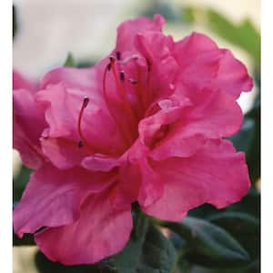 1 Gal. Encore Autumn Rouge Azalea Shrub with Dark Pink Semi-Double Reblooming Flowers