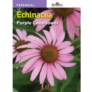 Purple Coneflower-Echinacea Seed