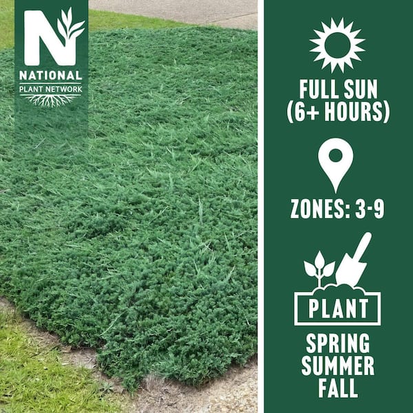 1 gal. Juniper Blue Rug Shrub (40-Pack)