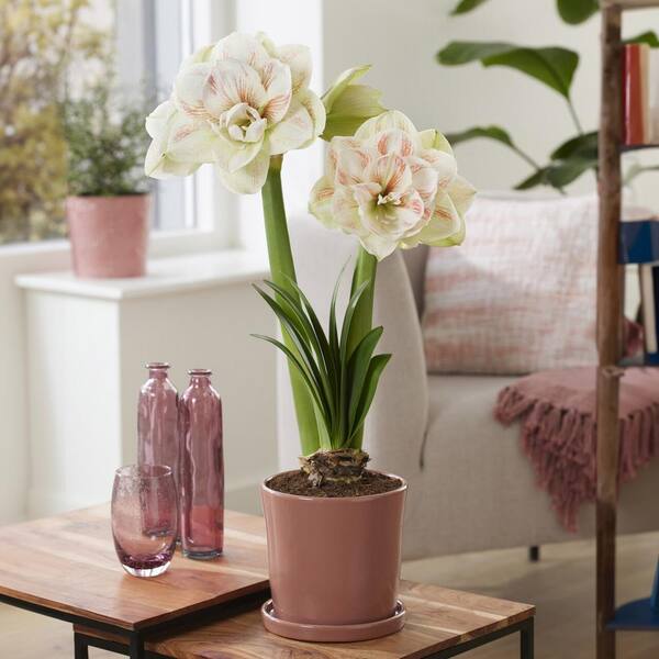 Pink Amaryllis Bulbs For Sale Online  Amaryllis Pink Flush – Easy To Grow  Bulbs