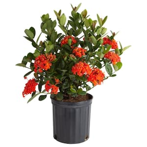 2 Gal. Blooming Red Ixora Outdoor Plant in Grower Pot, Avg. Shipping Height 1-2 ft. Tall