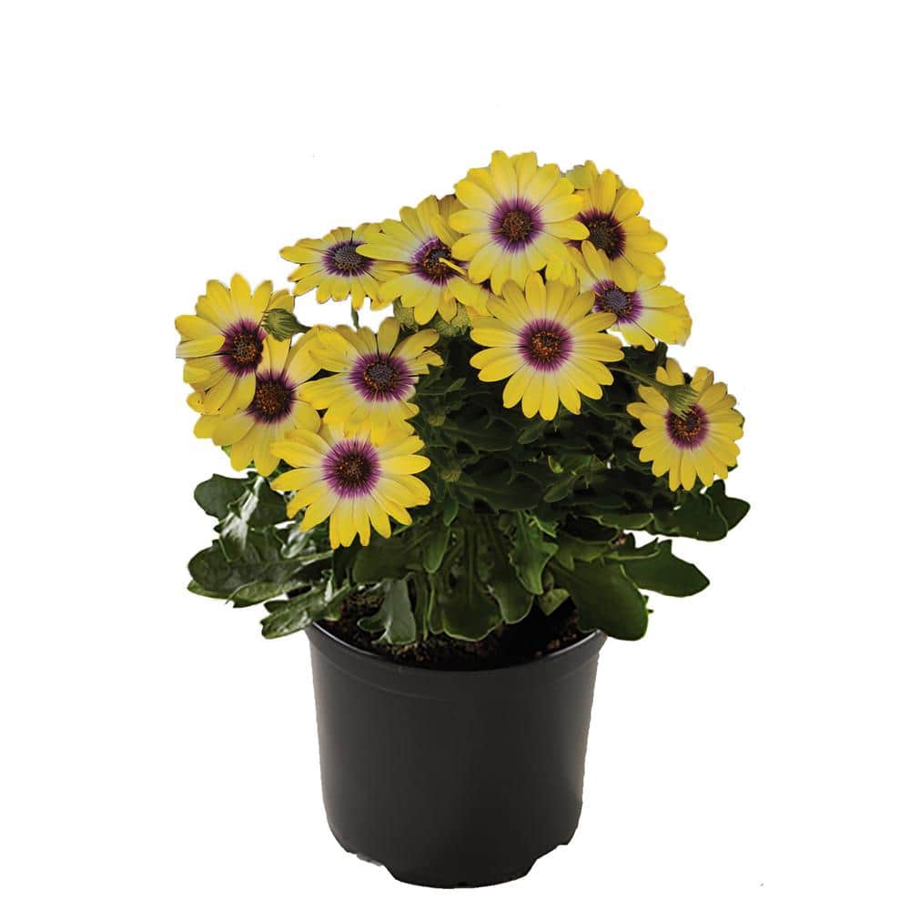 Vigoro Annual Osteospermum Blue Eyed Beauty 1.0 QT