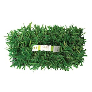 St Augustine Floratam Grass Plugs (64-Count) Natural, Affordable Lawn Improvement