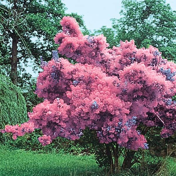 Spring Hill Nurseries Purple Foliage Smoke Tree (Cotinus) Live Bareroot Tree (1-Pack)