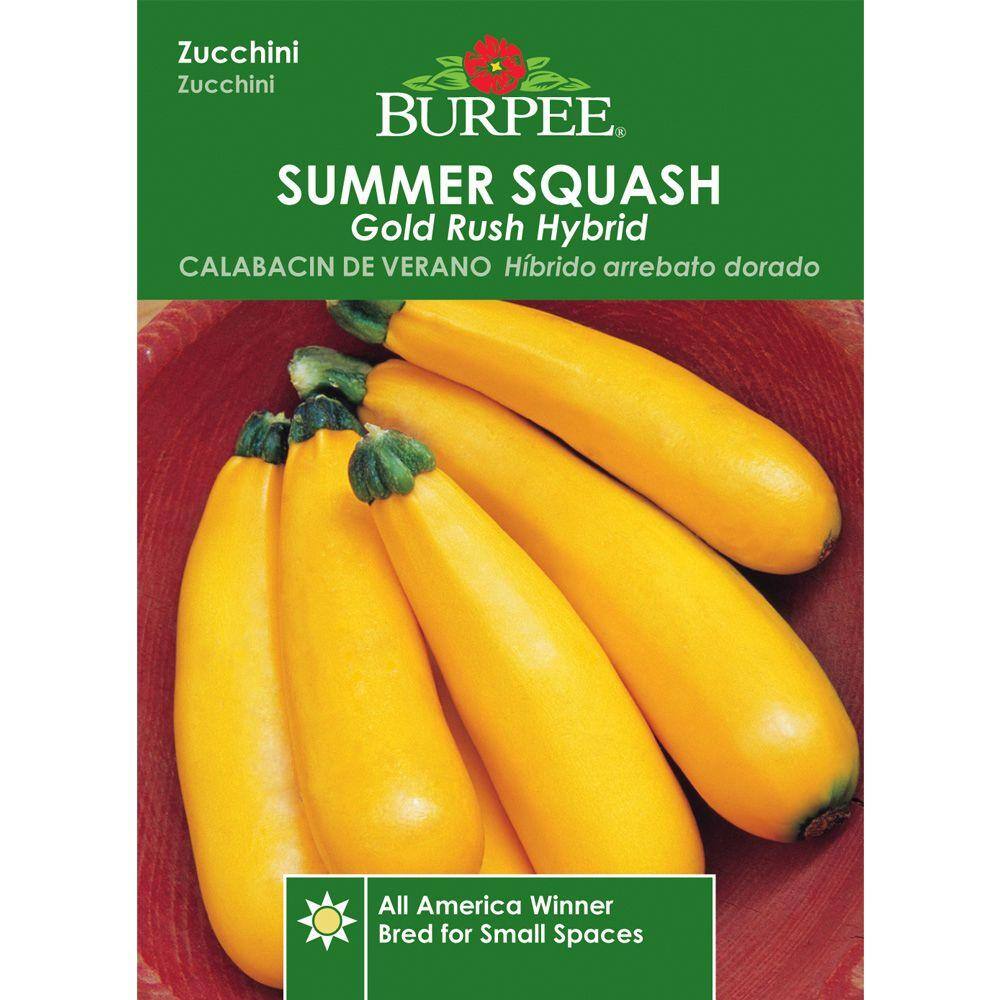 Burpee Gold Rush Hybrid Squash 64654 - The Home Depot