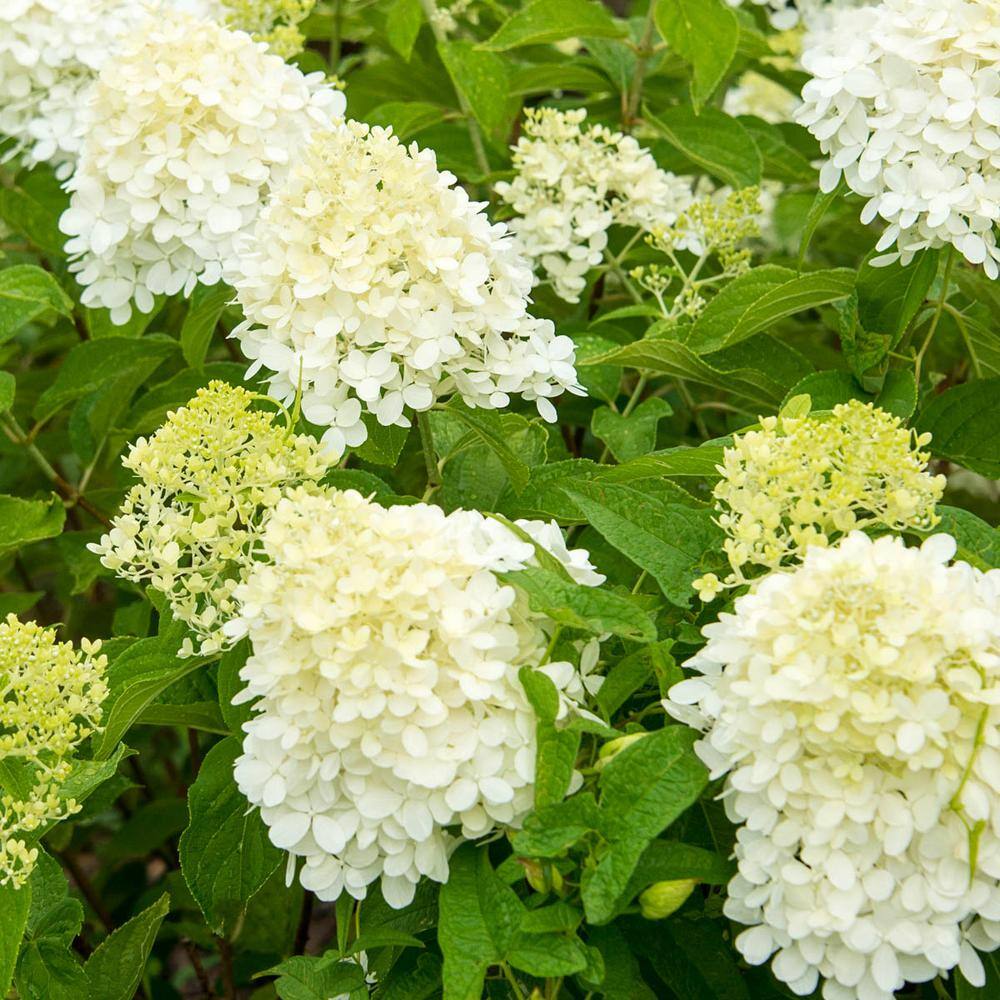 Spring Hill Nurseries 4 in. Pot, Sweet Summer Hydrangea Deciduous ...