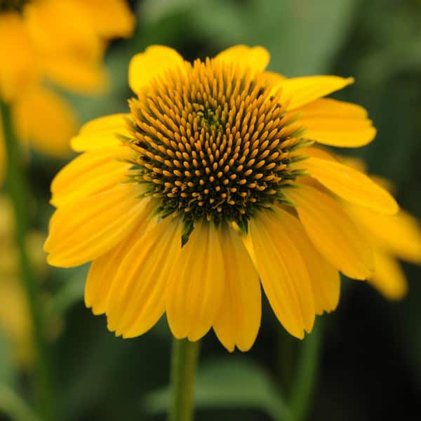 national PLANT NETWORK 3.25 in. Lemon Yellow Sombrero Yellow Bloom Echinecea Plant (4-Piece)