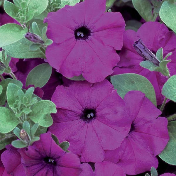 ALTMAN PLANTS PETUNIA VIOLET 6 PACK