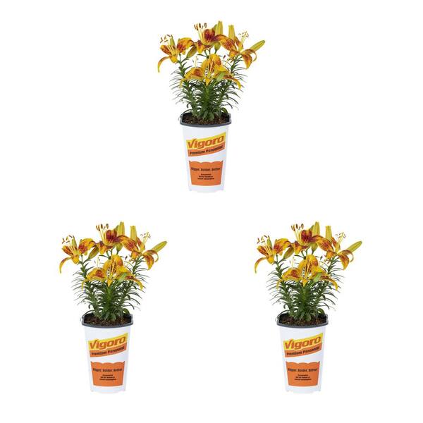 Vigoro 2 qt. Asiatic Lily Tiny Parrot Yellow and Red Bicolor Perennial
