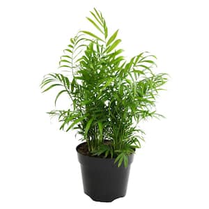 Pet-Safe Parlor Palm (Chamaedorea Elegans) Tropical Neanthe Bella Palm Indoor Houseplant in 8 in. Grower Pot