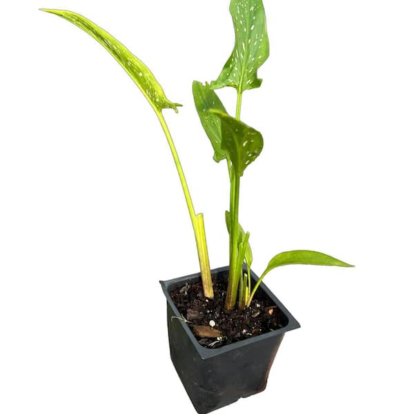 Daylily Nursery 3.5 in. Assorted Calla Lily Plants (3-Pack)