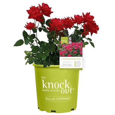 Fizz Mastery: Just Knock Knock Flowers Discount Code - Knock Knock ...