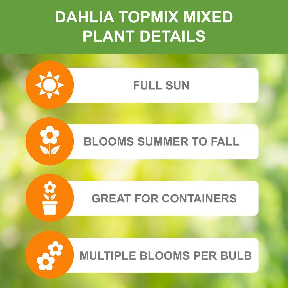 Garden State Bulb Topmix Single Mix Dahlia Flower Bulbs, Assorted Colors