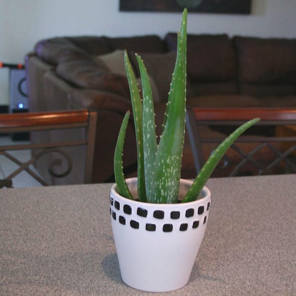 Aloe Vera Plant in 8 inch Pot