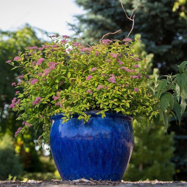 FIRST EDITIONS - 2 Gal. Little Spark Spirea Shrub with Pink Flowers