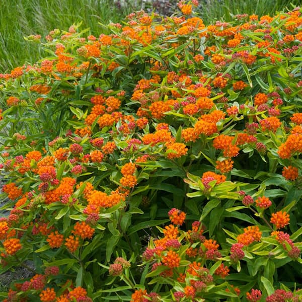 VAN ZYVERDEN Asclepias Tuberosa Support the Monarchs Set of 3 Roots