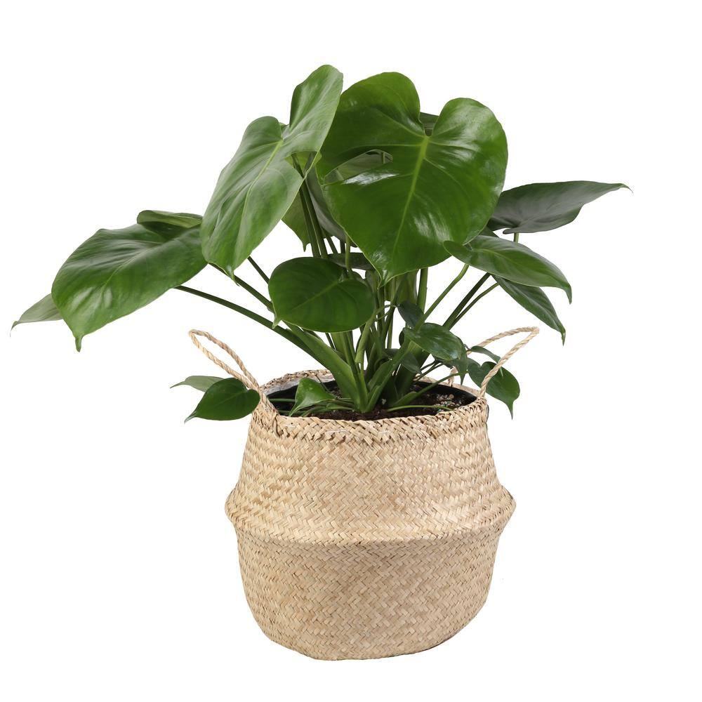 Costa Farms Monstera Deliciosa Swiss Cheese Plant In 9 25 In Seagrass Basket 10philomonsea The Home Depot