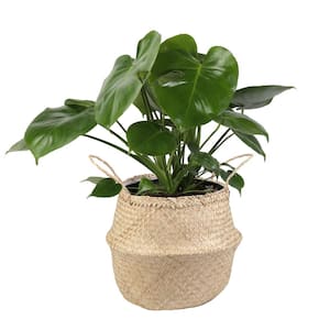Monstera Deliciosa Swiss Cheese Indoor Plant in 9.25 in. Natural Décor Basket, Avg. Shipping Height 2-3 ft. Tall