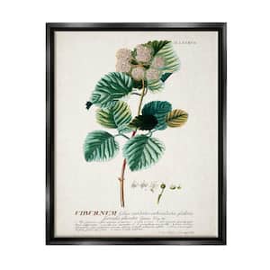 Botanical Plant Illustration Seeds Vintage Design by World Art Group Floater Frame Nature Wall Art Print 31 in. x 25 in.