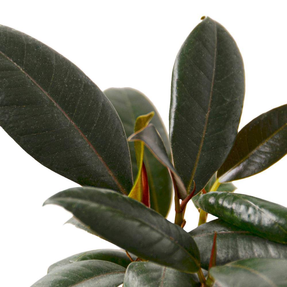 Ficus Elastica Burgundy 4" Pot Indoor Plant